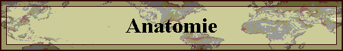 Anatomie