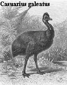 Casuarius galeatus