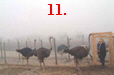 11.