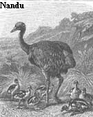 Nandu