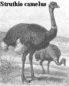 Struthio camelus