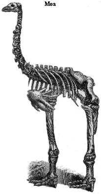 Moa
