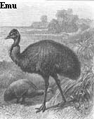 Emu