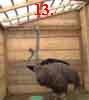13.